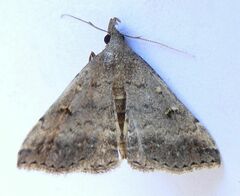 Tetanolita palligera