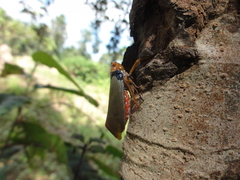 Fulgoridae