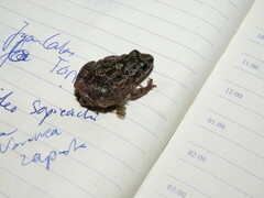 Adenomera chicomendesi