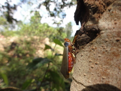 Fulgoridae
