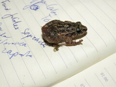 Adenomera chicomendesi