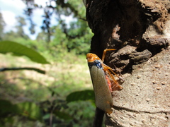 Fulgoridae