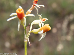 Tulbaghia leucantha
