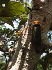 Fulgoridae