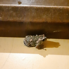 Uperodon taprobanicus