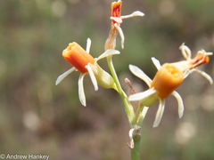 Tulbaghia leucantha