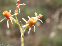 Tulbaghia leucantha