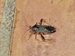 Nematopus quebraderus