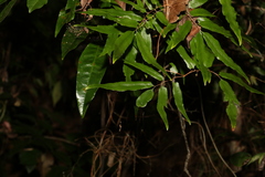Lygodium reticulatum
