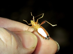 Nematopus quebraderus