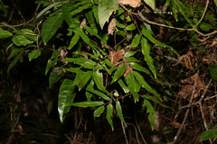 Lygodium reticulatum