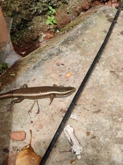Eutropis carinata