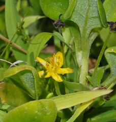 Tetragonia implexicoma