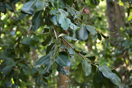 Calophyllum parviflorum image