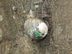 Coenobita compressus