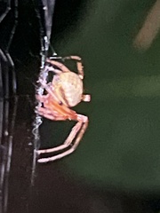 Araneus thaddeus