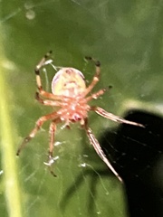 Araneus thaddeus