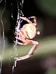 Araneus thaddeus