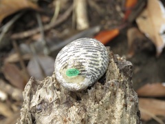 Nerita scabricosta