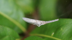 Fulgoridae