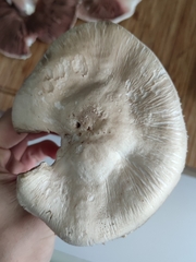 Agaricus campestris