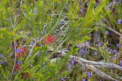 Melaleuca quadrifida
