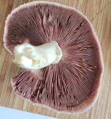 Agaricus campestris