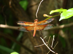 Camacinia gigantea