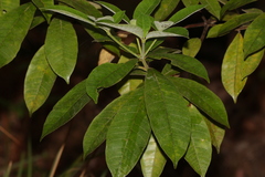 Alstonia muelleriana