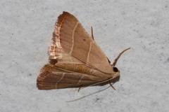 Plecopterodes