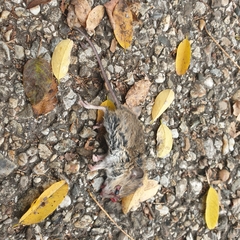 Apodemus sylvaticus