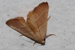Plecopterodes