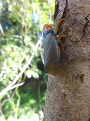 Fulgoridae