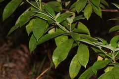 Alstonia muelleriana