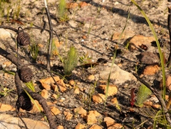 Leucadendron platyspermum
