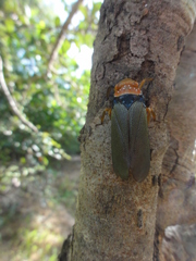 Fulgoridae