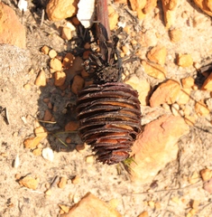 Leucadendron platyspermum