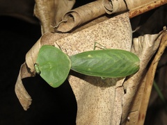 Choeradodis rhombicollis