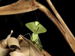 Choeradodis rhombicollis