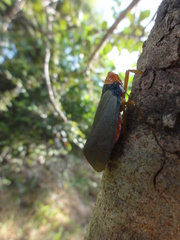 Fulgoridae