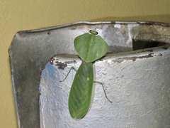 Choeradodis rhombicollis