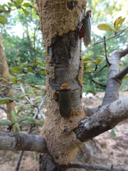 Fulgoridae