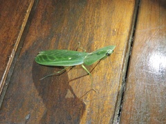 Choeradodis rhombicollis