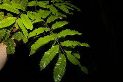 Cupaniopsis flagelliformis