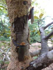 Fulgoridae