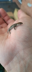 Lampropholis guichenoti