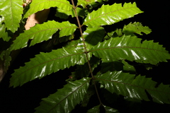 Cupaniopsis flagelliformis