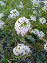 Lobularia