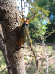 Fulgoridae