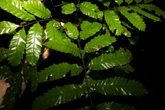 Cupaniopsis flagelliformis